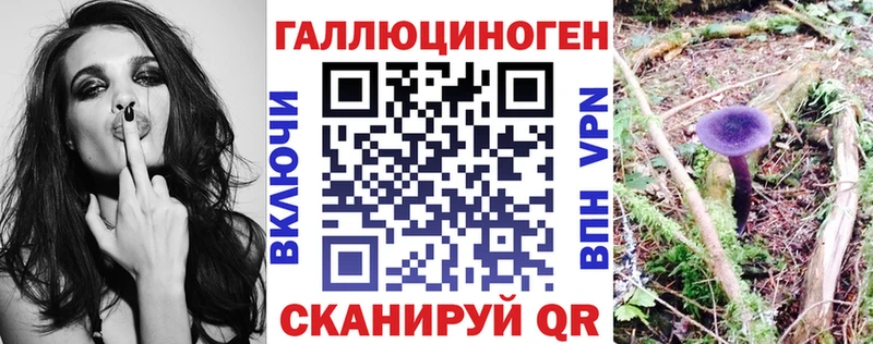 магазин продажи   Дрезна  Псилоцибиновые грибы Psilocybe 